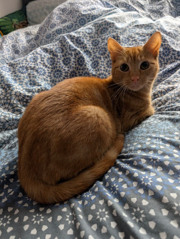 Female Ginger kitten 9 months old