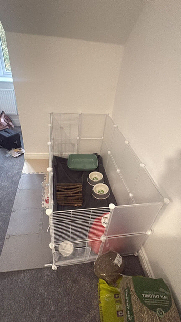 rabbit for sale