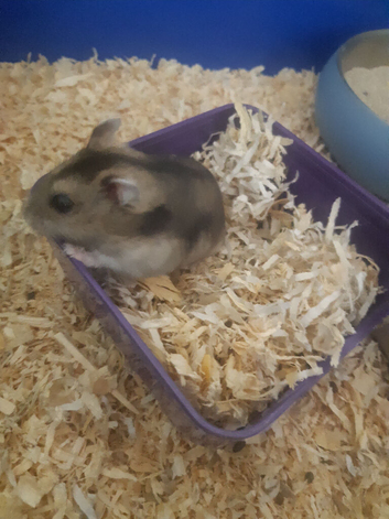 Russian dwarf hamsters