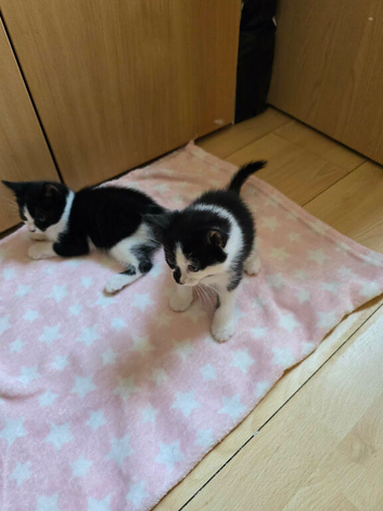 Kittens for sale