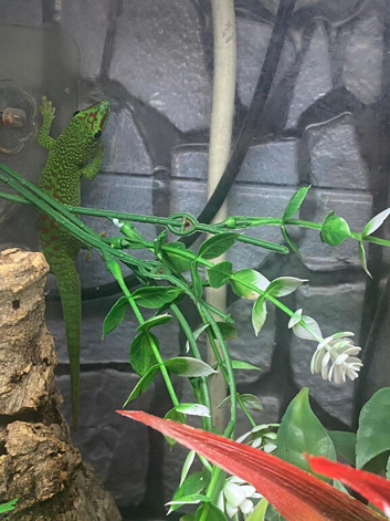 Giant Day Gecko at Birmingham Reptiles
