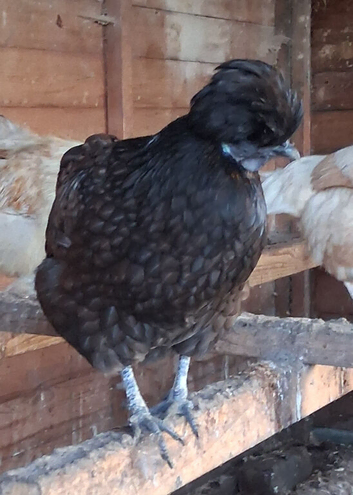 Mixed Breed Hen