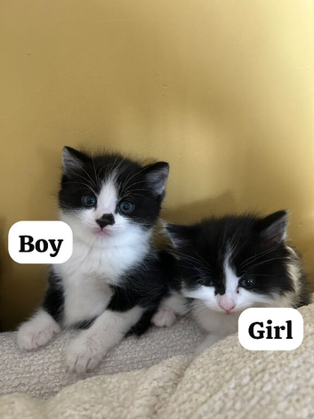 Kittens