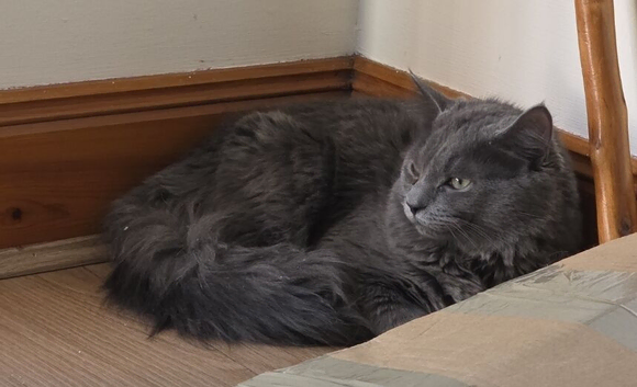 Beautiful Blue Silky Male kitten