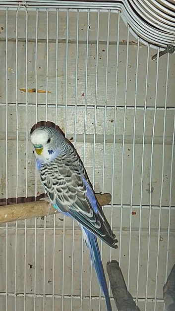 Budgies for sale