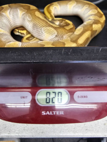 FOR SALE LESSER 100% HET CLOWN POSS GRAVEL