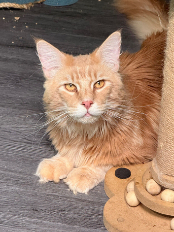 XL Active registered cream tabby boy for sale