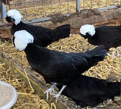 Polish vaccinated point of lay pullets