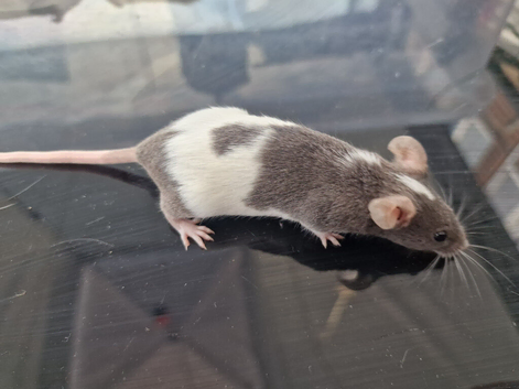 Mix colors mice