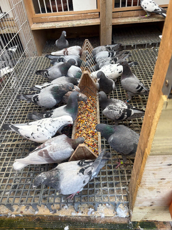 10 young racing pigeons