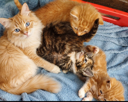 Ragdoll X kittens