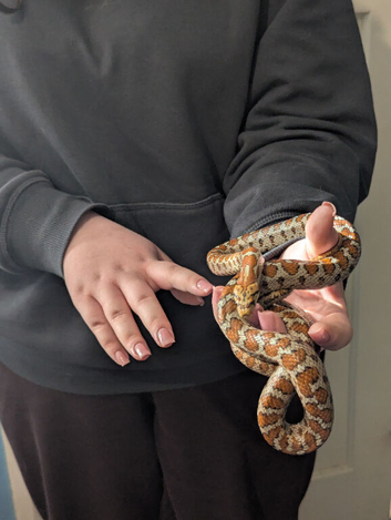 Leopard rat snake