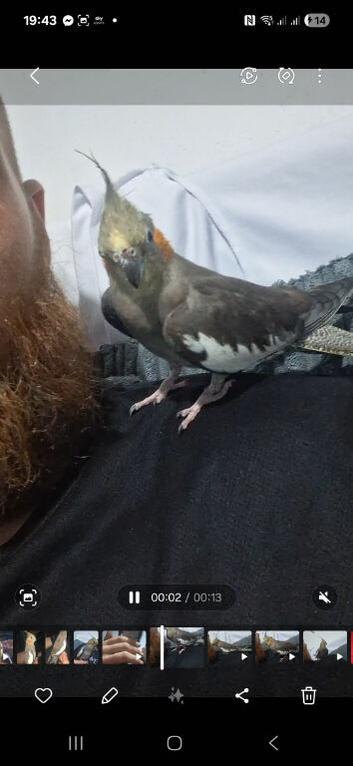 Cockatiel (hand tame)