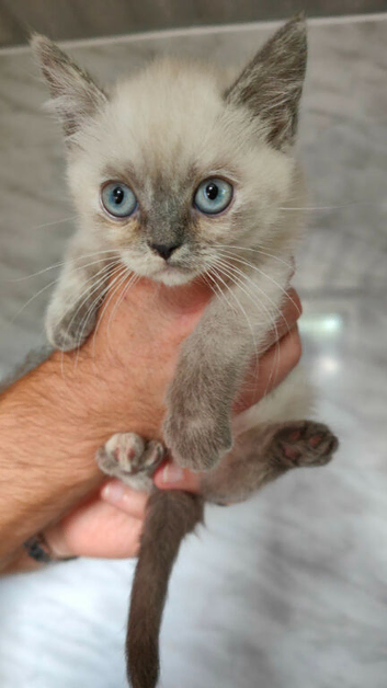 Persian x Blue eyed Female