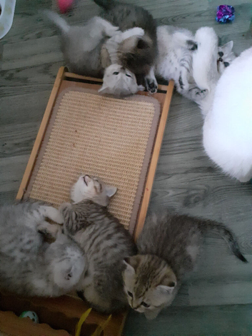Persian Cross kittens for sale
