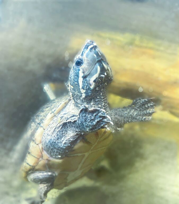 Musk turtle female