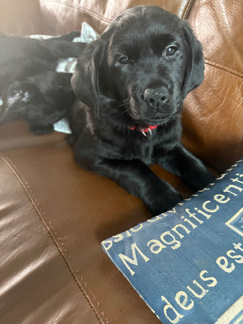 Amazing Goldador pups