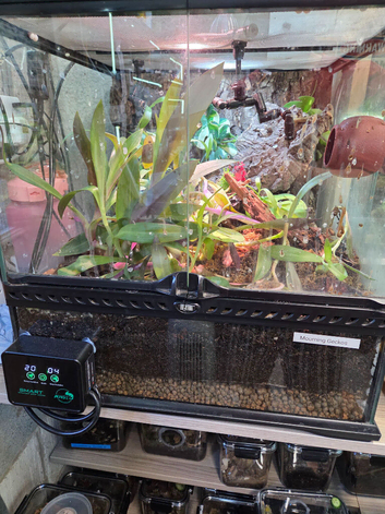 Mourning geckos and full exo terra setup
