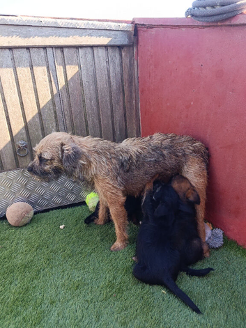 Border Terrier puppies