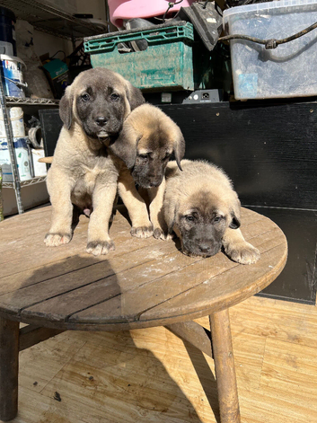 12 pure Turkish Kangal puppies
