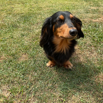 Long haired miniature dachshund for stud