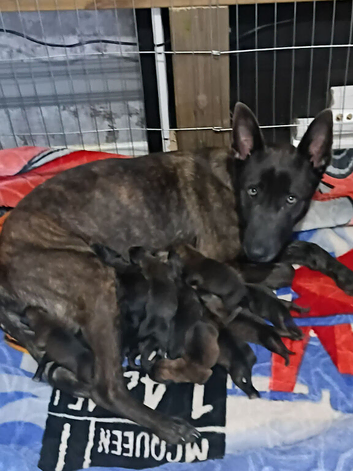 Dutch shepherd cross german shepherd puppies for sale