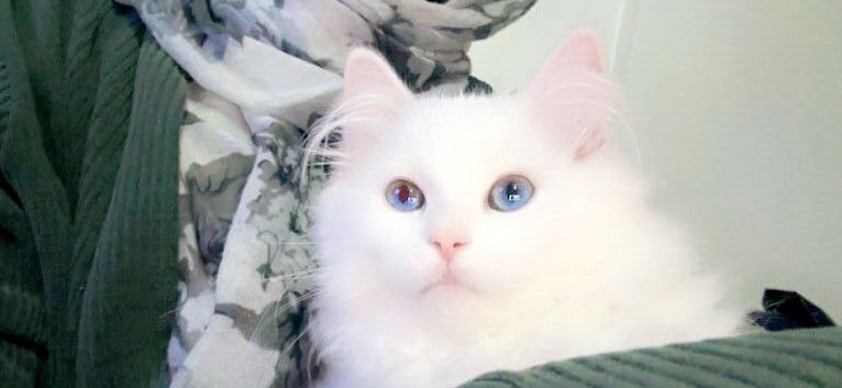 White ragdoll kitten bi color eyes