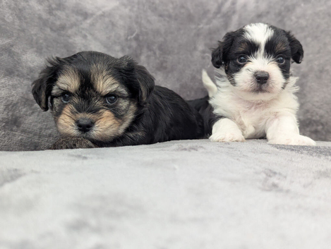 Chorkie puppies for sale