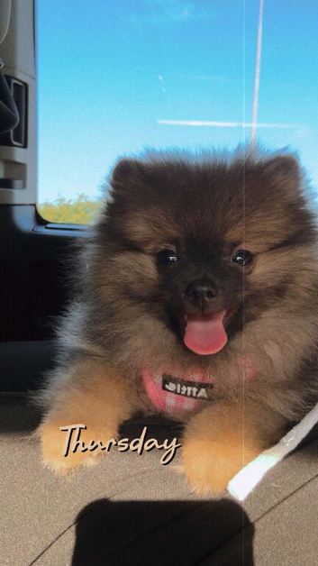 3 month old pomeranian puppy