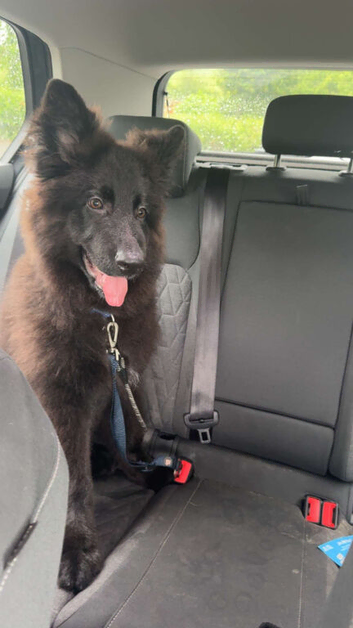 6 month old German shepard