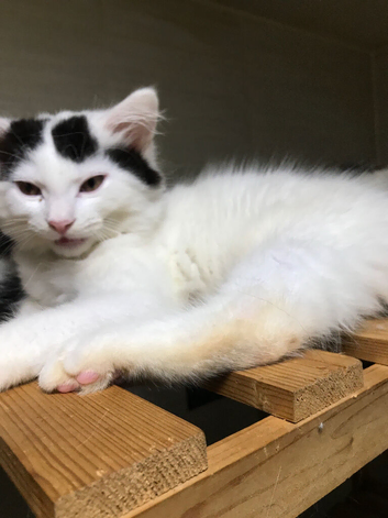 Ragdoll x British short hair