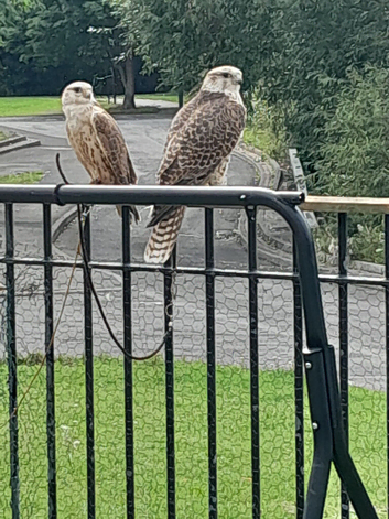 Male and female falco cherrugs