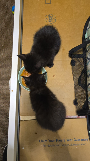 Black kittens