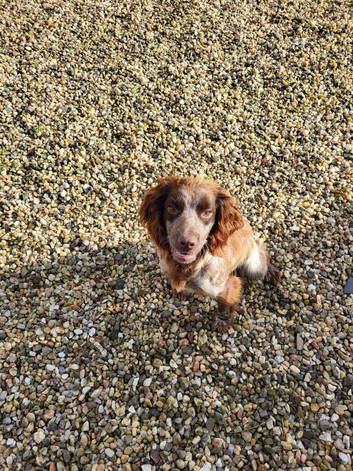 Cocker Spaniel