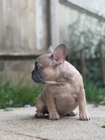 2 PUPPIES LEFT&ndash;KC REG HEALTH CLEAR FRENCHIE
