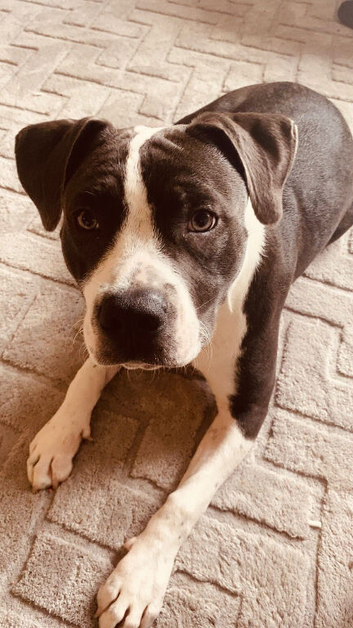 Blue/black and white staffy.