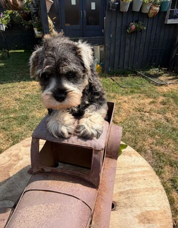 Miniature Schnauzer Boy & Girl &ndash; 8 Weeks Old.