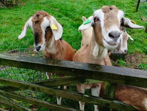 Pedigree Boer Breeding Does For Sale