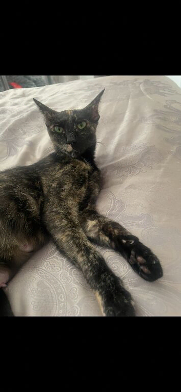 Sphynx x oriental