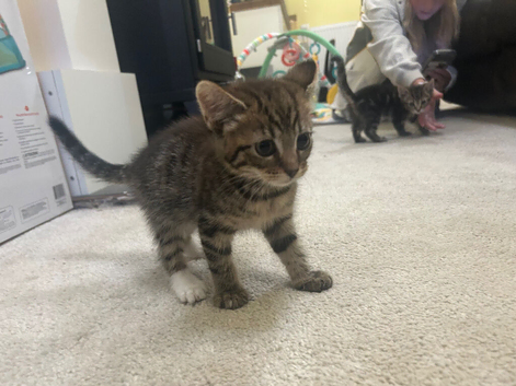 Gorgeous Female Kittens with stunning patterns