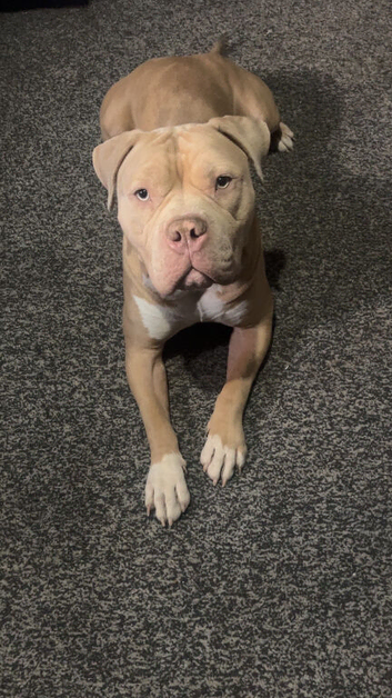 Pocket billy mix for rehoming