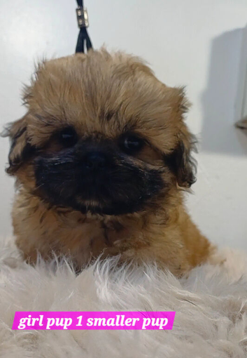 KC reg Shih Tzu / shihtzu pups ready now