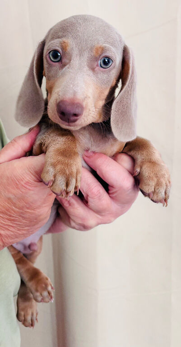Beautiful miniature dachshund puppies