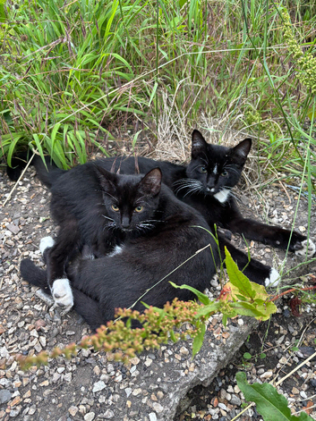Siamese x tuxedo kittens