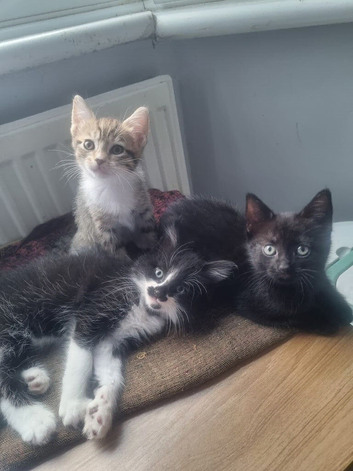 4 cute kittens