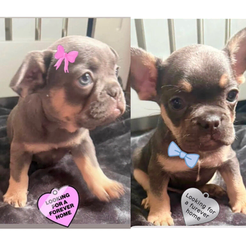 Frenchie pups for sale