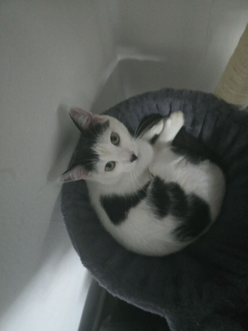 Caeser 1 year old cat