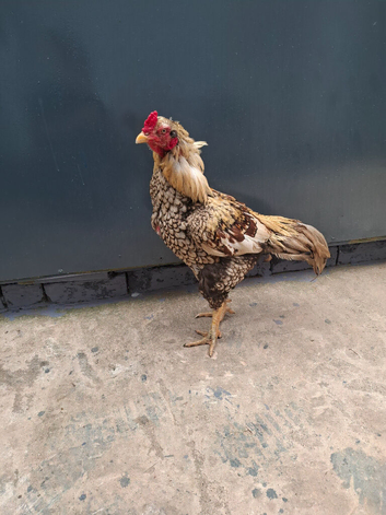 Aseel Cock