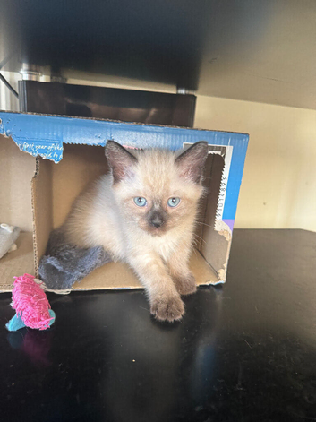 Lovely cute Siamese cross