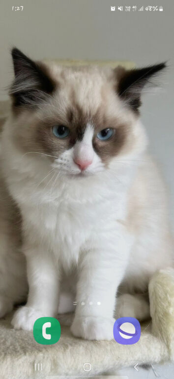 Ragdoll Kittens, purebread. 3 girls